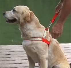 Coleash Harness Dog on Dock